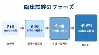 臨床試験のフェーズ（第I相〜第IV相）とは ― 各相の目的・症例数・統計解析の役割をやさしく解説 ―